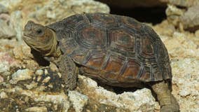 Sonoran desert tortoise doesn’t need US protection, federal agency says