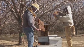 Hive thefts rise as beekeepers aid California's most valuable crop