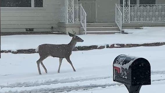 Photos: Arizona snow - Feb. 23