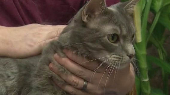 Cat declawing could become illegal in Arizona