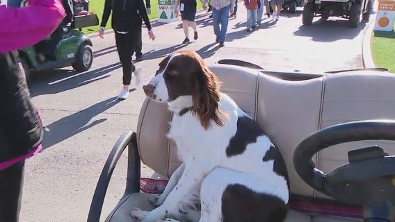 Meet Rye: You might see her at the WM Phoenix Open, TPC Scottsdale