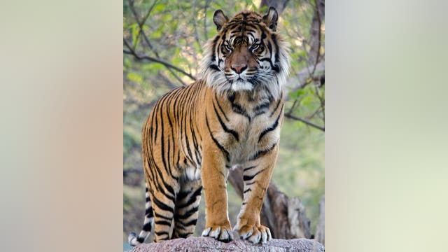 'Tremendous ambassador for his wild counterparts': Jai, Phoenix Zoo's 17-year-old Sumatran tiger, euthanized
