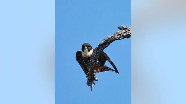 First bat falcon spotted in US at Texas wildlife refuge