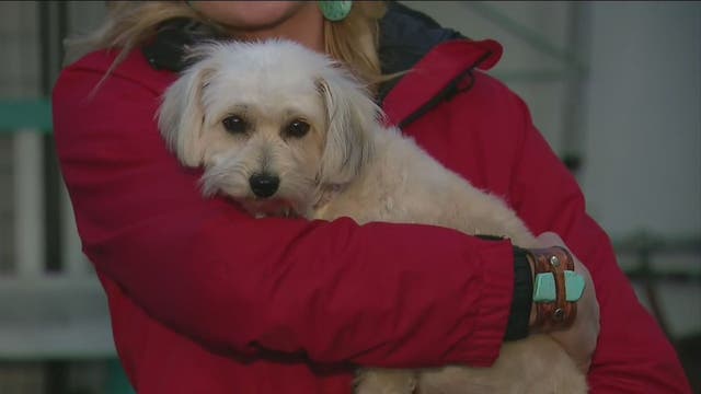 100,000 dogs and cats facing euthanasia as people return adopted pets to animal shelters