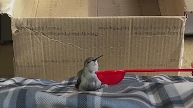 See a 'frozen' or upside down hummingbird during winter? It could be in a hibernation like state