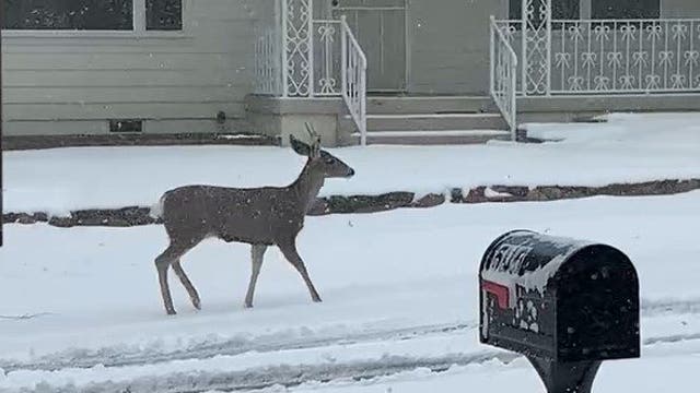 Photos: Arizona snow - Feb. 23