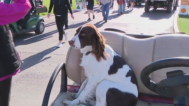 Meet Rye: You might see her at the WM Phoenix Open, TPC Scottsdale