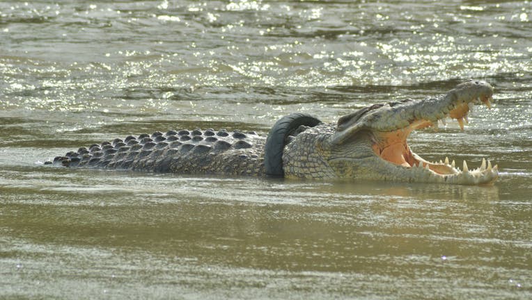 Crocodile Entangled in Tires
