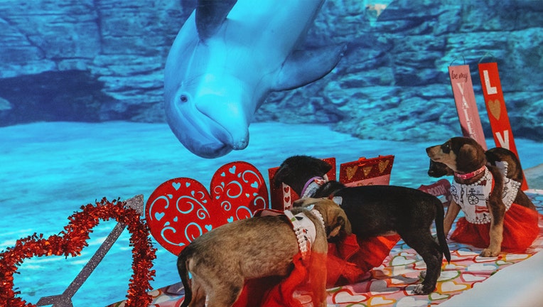 puppies and dolphin