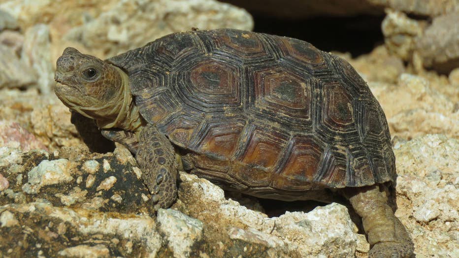 A juvenile Sonoran desert tortoise takes in the sun in the Tucson Mountains.