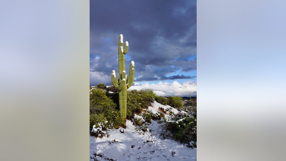 North Scottsdale Cactus Snow Credit @Isaac.L.Nelson Instagram