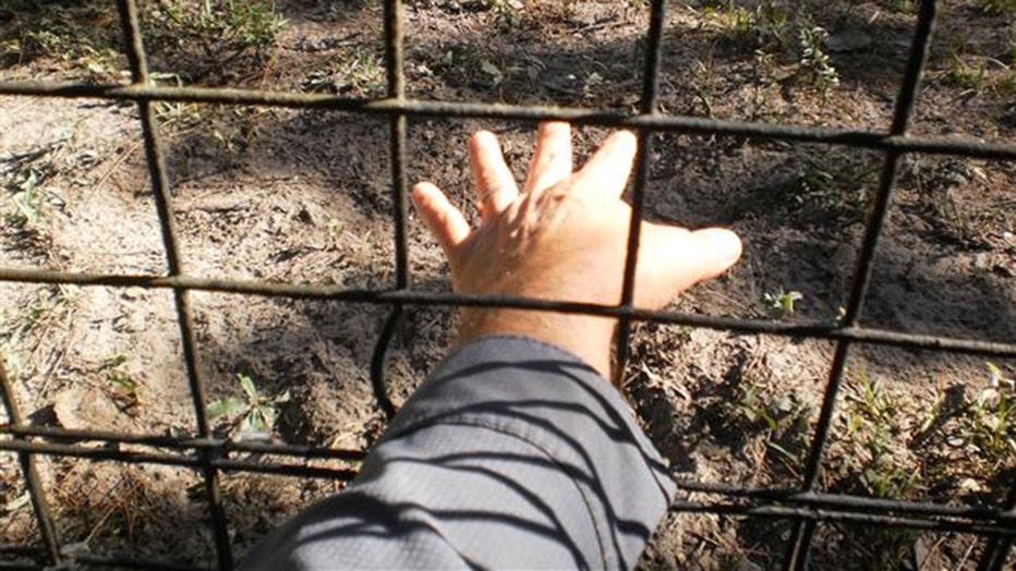 tiger-fence-hand-through-wire-fwc-naples.jpg