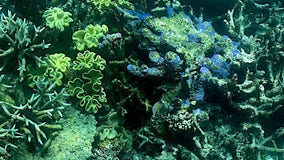 Great Barrier Reef suffers widespread coral bleaching due to high ocean temperatures