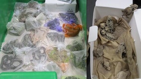 Man caught with more than 50 live reptiles under his clothes at San Diego border crossing