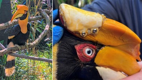 3D-printed beak saves ZooTampa's great hornbill resident from skin cancer