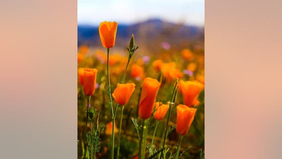 Arizona Photo of the Day - March 2022