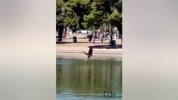 Watch as a young Bald eagle goes fishing in Scottsdale
