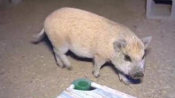 Want a new pet? Better Piggies Rescue in north Phoenix seeks forever homes for pigs