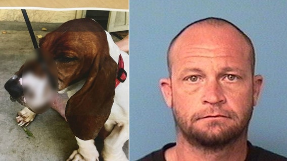 Surprise man accused of zip-tying dog's mouth shut; dogs rescued have been adopted out
