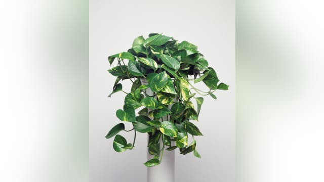 13 great house plants to improve the air quality in your home, according to science