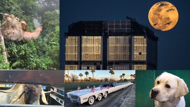 Zip line sloth, 'Worm moon,' a goat break-in: Our favorite heartwarming, strange headlines this week