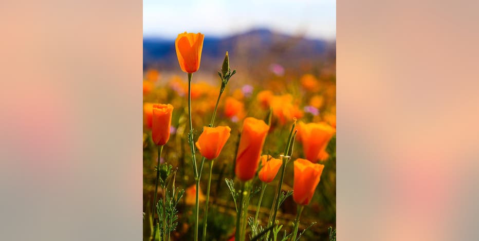 Arizona Photo of the Day - March 2022