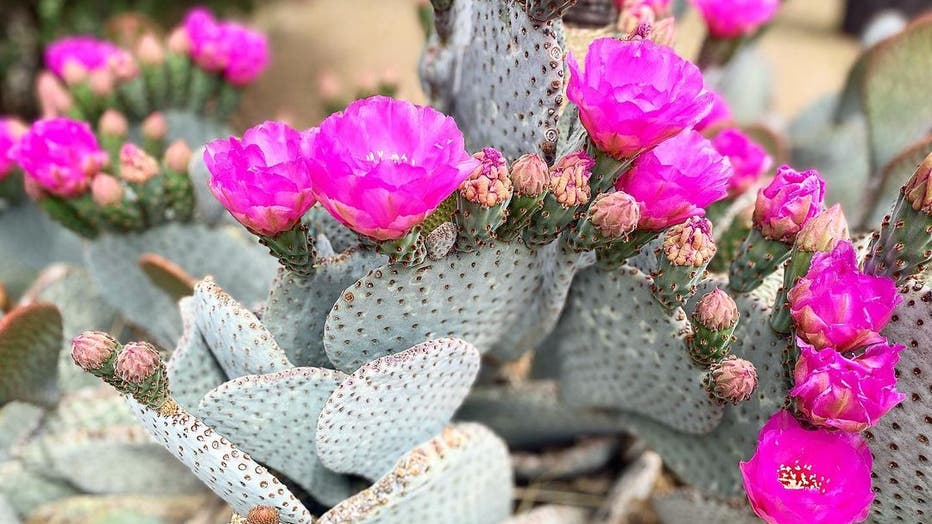 Spring has definitely sprung for Arizona! Just look at the flowers bloom! Thanks Lisa Marie for sharing this photo with us all!