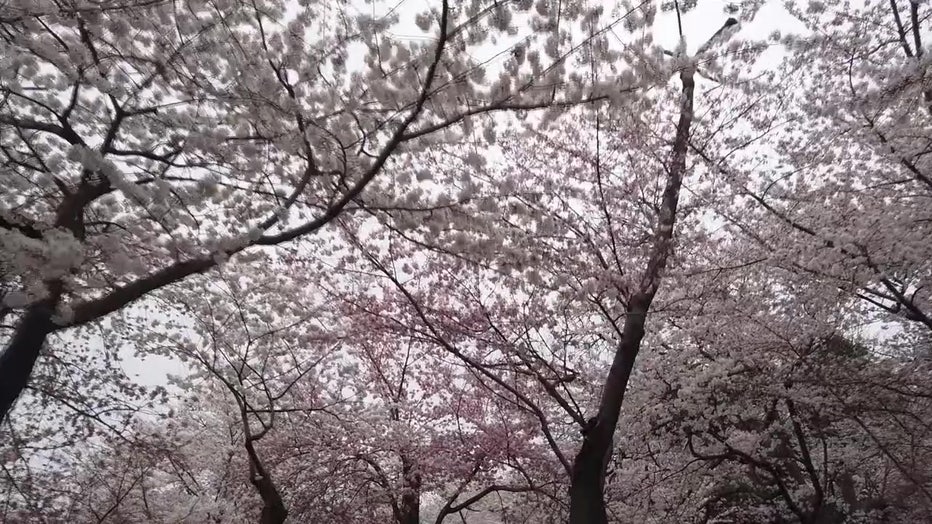 CherryBlossoms-2.jpg