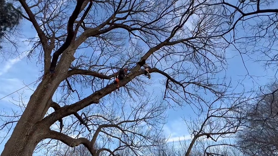 teen-in-tree2.jpg