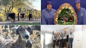 An incredible teacher, loose cows, a big egg: Our favorite heartwarming, unusual headlines this week