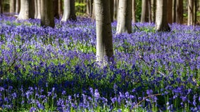 Feeling blue? Belgian bluebells can help cure the pandemic blues
