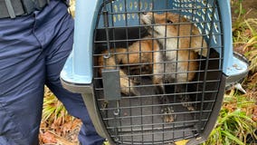 Capitol Hill fox that 'nipped' congressman captured