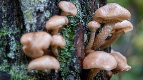 Magic mushrooms: Scientist says fungi could revolutionize climate change fight