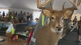 Antlers, skulls and taxidermy galore: Arizona Game and Fish auctioning away wildlife assets