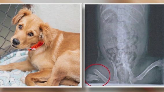 Puppy recovering after suspected animal abuse in Tempe