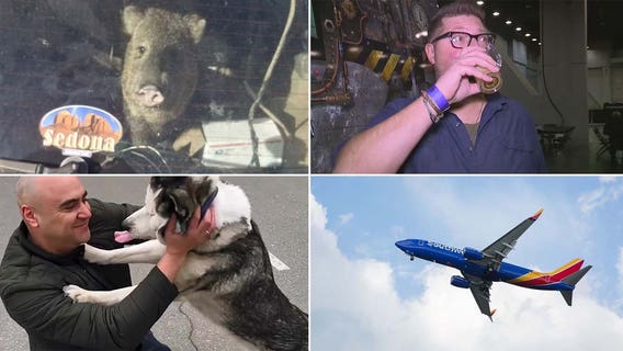 Javelina bites, eventful flights, a ton of Bud Light: Our favorite heartwarming, strange headlines this week