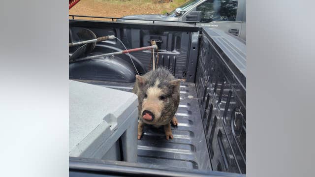 Family who lost their homes to the Tunnel Fire reunited with their potbelly pigs