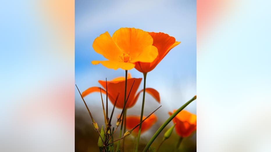 Spring is in full bloom! Thanks Matt W. for sharing this photo of a wildflower with us all!