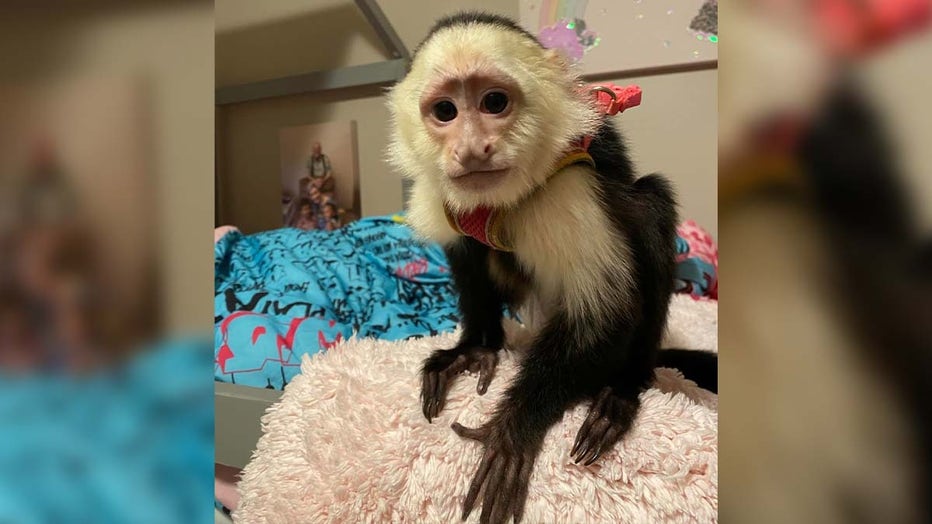Coco stolen capuchin monkey