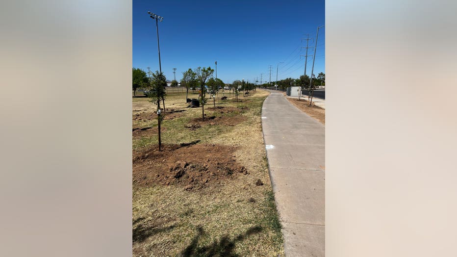 Rows of trees planted at Cesar Chavez Park in Laveen.