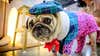 Pugs are so unhealthy they can’t ‘be considered a typical dog,’ study says