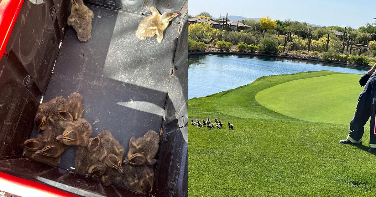 Ducklings rescued from storm drain by Arizona fire department and ...
