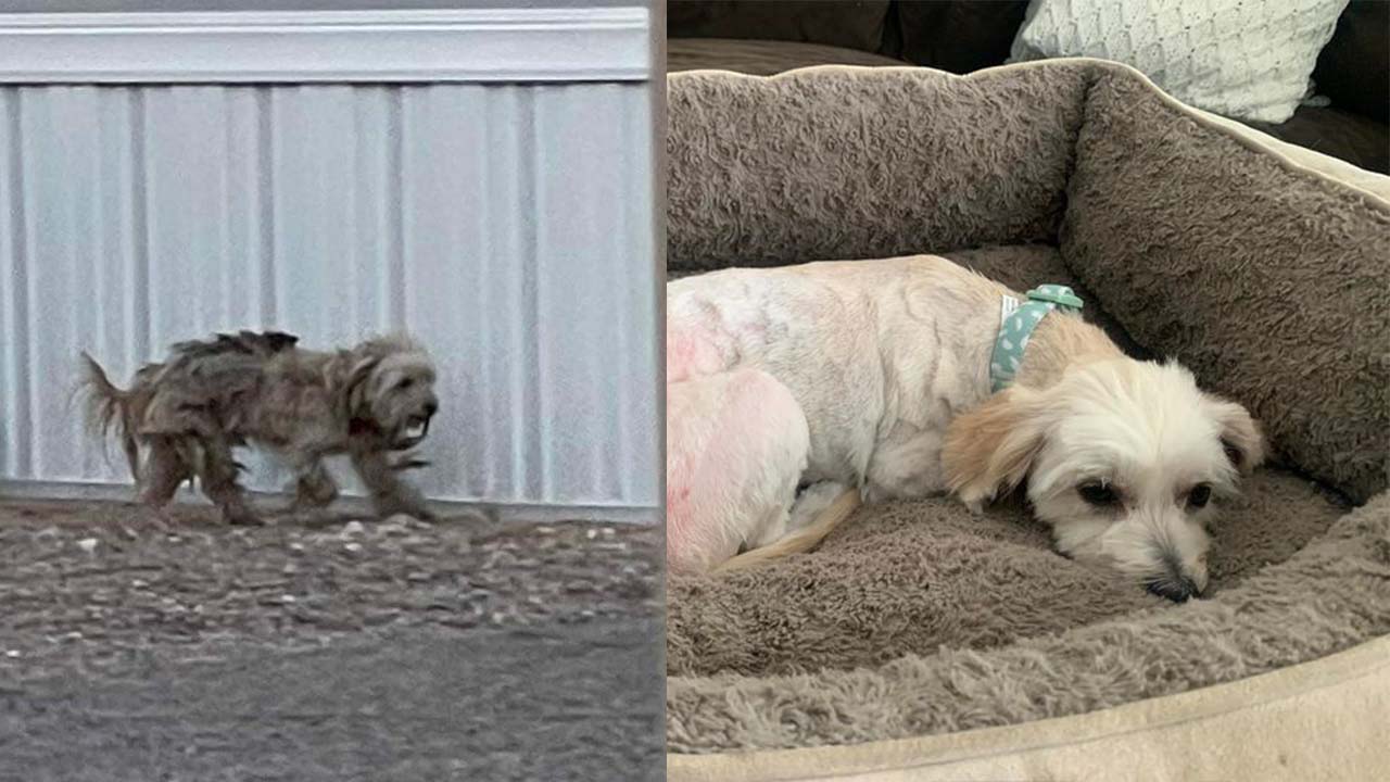 An Arizona dog was presumed dead after going missing. She was found 15 months later
