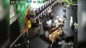 Milwaukee dog daycare takes heat over social media videos
