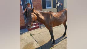 'No place for a horse': Animal control rescues horse found abandoned on streets of Philadelphia