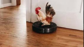 Stanley the rooster surfs on a vacuum cleaner in California