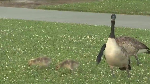 Animal lovers upset geese could be killed in over excessive poop