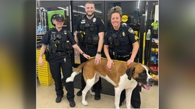 Body camera video shows bargain-hunting hound refusing to leave Florida store at closing time