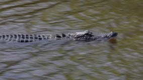 11-foot alligator kills man in Myrtle Beach yacht club community