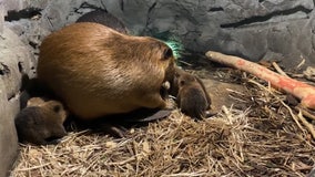 Brood of baby beavers born at Minnesota Zoo